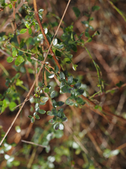 Vaccinium myrsinites