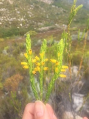 Erica parilis parilis