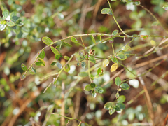 Vaccinium myrsinites
