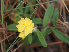 Crocanthemum corymbosum
