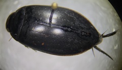 Rhantus atricolor