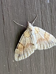 Eulithis populata