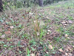 Daucus carota
