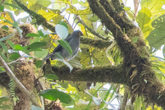 Micrastur ruficollis