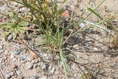 Stapfochloa elata