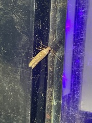 Dichomeris ligulella