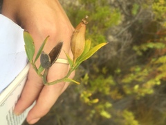 Montinia caryophyllacea