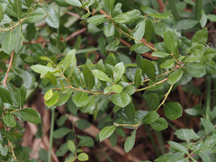 Lyonia ferruginea