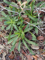 Carphephorus corymbosus