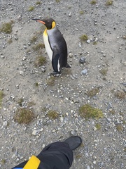 Aptenodytes patagonicus