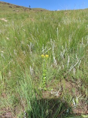 Sebaea sedoides
