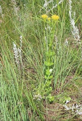 Sebaea sedoides