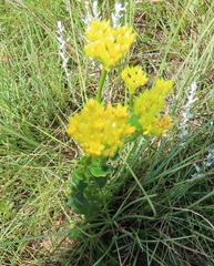 Sebaea sedoides