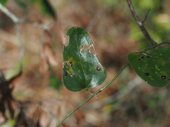 Smilax auriculata