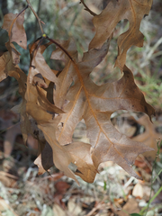 Quercus laevis