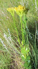 Sebaea sedoides