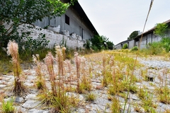 Schizachyrium