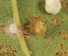 Paidiscura pallens