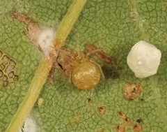 Paidiscura pallens