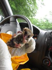 Dromiciops bozinovici