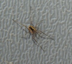 Phalangium opilio