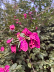 Bougainvillea