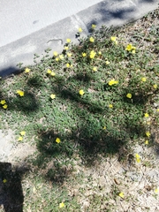 Tribulus cistoides