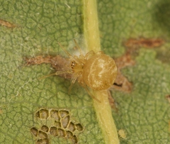 Paidiscura pallens