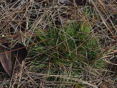 Syngonanthus flavidulus