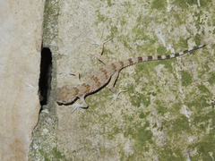 Tenuidactylus caspius