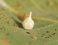Paidiscura pallens