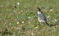 Motacilla alba alba