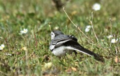 Motacilla alba alba