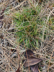 Syngonanthus flavidulus