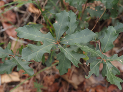 Quercus nigra