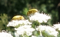 Cteniopus sulphureus
