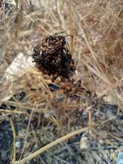 Polybia plebeja