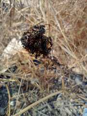 Polybia plebeja