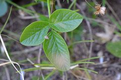 Bituminaria bituminosa