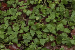 Lamium