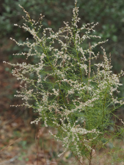 Eupatorium compositifolium