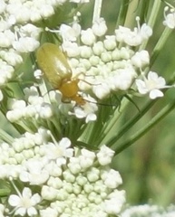 Cteniopus sulphureus