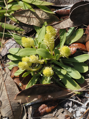 Polygala nana