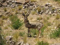 Hippocamelus antisensis