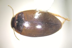 Sanfilippodytes
