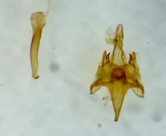 Caryocolum cassella