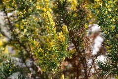 Ulex parviflorus