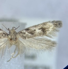 Caryocolum cassella