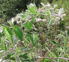 Rubus ludwigii