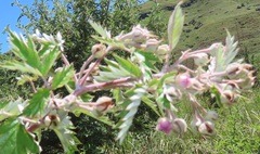 Rubus ludwigii